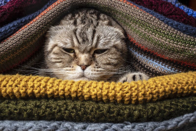 恼怒的滑稽的猫苏格兰折叠为冷的秋天和冬天做准备，被包裹并且在堆羊毛衣裳在家掩藏